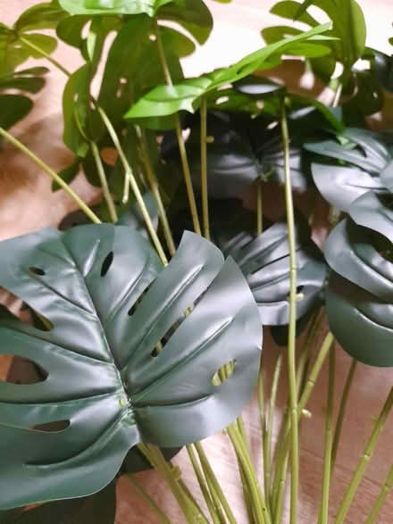 Photo of free Fake plant (Larkhall, Bath BA1) #2