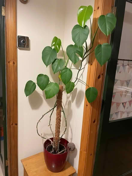 Photo of free Swiss cheese plant (Galgate LA2) #1