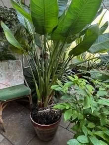 Photo of free Large Strelitzia reginae plant (Bird of Paradise) (West Bergholt CO6) #1