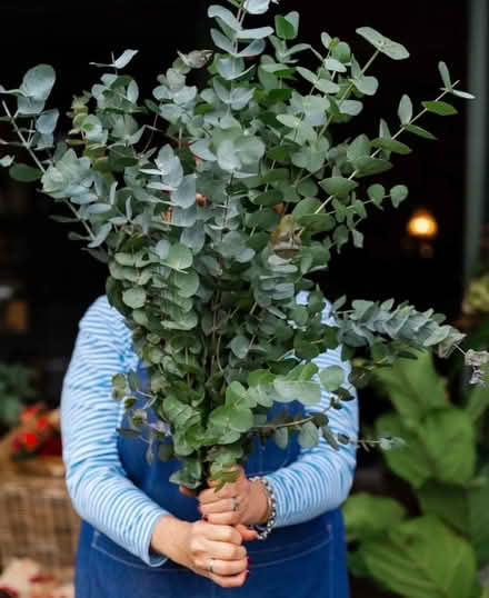 Photo of Fresh eucalyptus foliage (Parkwood Rainham ME8) #1