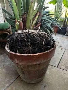 Photo of free Large Strelitzia reginae plant (Bird of Paradise) (West Bergholt CO6) #2