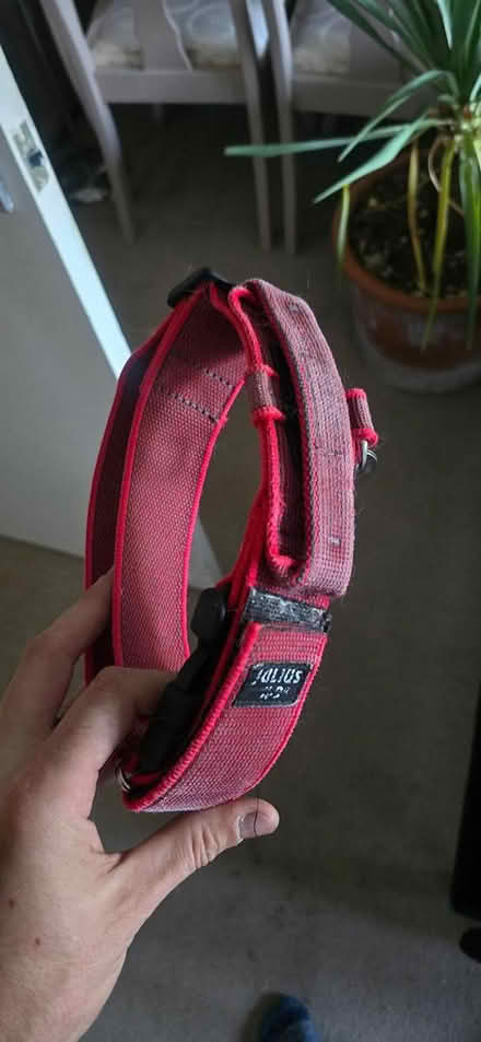 Photo of free XL dog collar - Julia's K9 (Drybrook GL17) #2