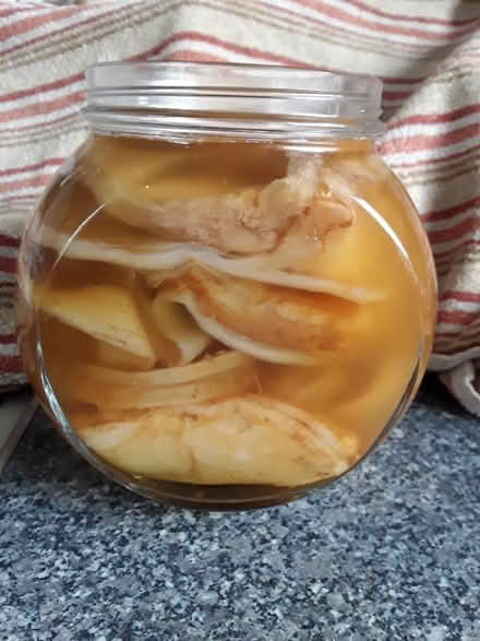 Photo of free Scoby to make kombucha (Lydden CT15) #1