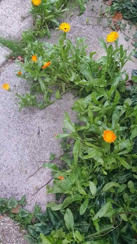 Photo of free Self seeding calendulas (Chichester Lavant PO18) #3