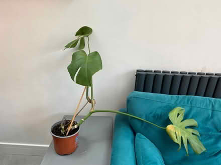Photo of free Cheese plant - needs a loving home (Seven Dials BN3) #3