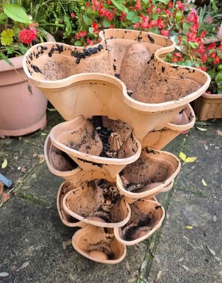 Photo of free Small Herb Planter (Handforth SK9) #2
