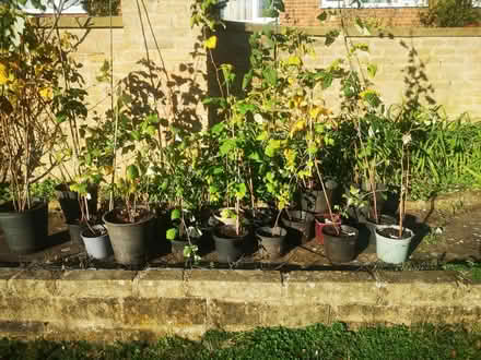 Photo of free Raspberry Canes (North Ferriby HU14) #1