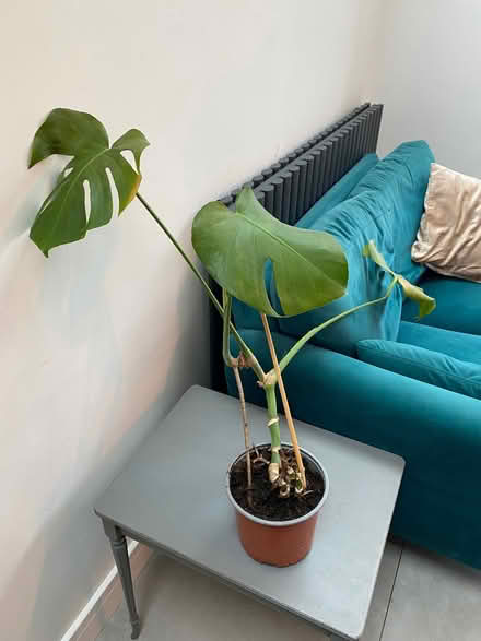 Photo of free Cheese plant - needs a loving home (Seven Dials BN3) #2