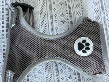 Photo of free Light Gray small dog Harness (Chelmsford CM1) #1