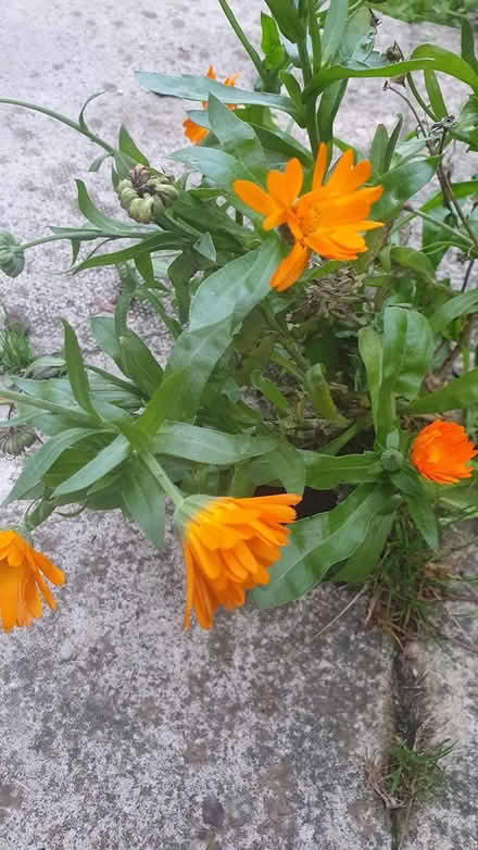 Photo of free Self seeding calendulas (Chichester Lavant PO18) #1