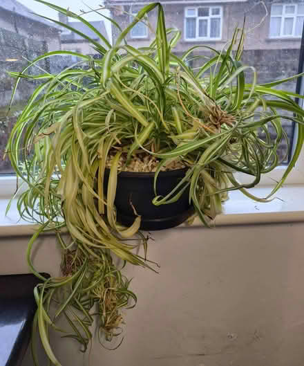 Photo of free Large Spider Plant (Morecambe LA4) #2
