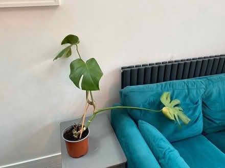 Photo of free Cheese plant - needs a loving home (Seven Dials BN3) #1