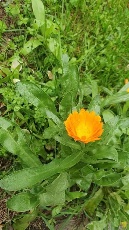 Photo of free Self seeding calendulas (Chichester Lavant PO18) #4