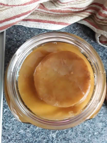Photo of free Scoby to make kombucha (Lydden CT15) #2