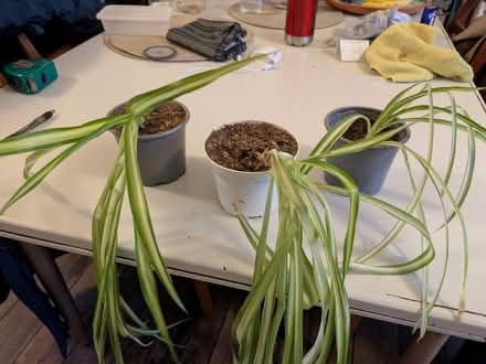 Photo of free Spider plants (Addlestone KT15) #1