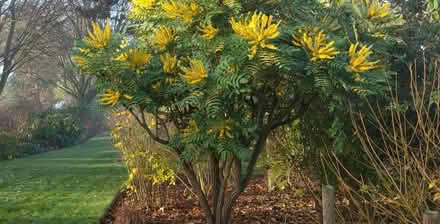 Photo of free Mahonia 8-10ft (Cromford DE4) #1