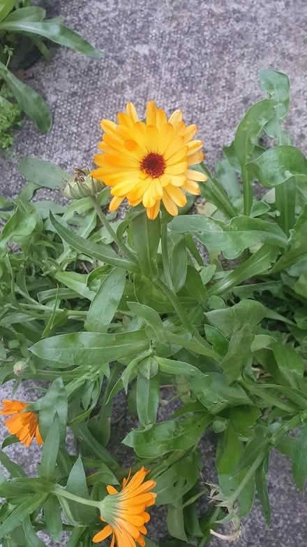 Photo of free Self seeding calendulas (Chichester Lavant PO18) #2