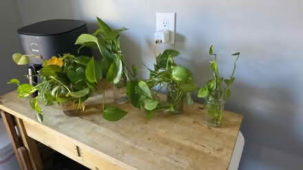 Photo of free Pothos/philo clippings (East Somerville) #1