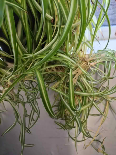 Photo of free Large Spider Plant (Morecambe LA4) #3