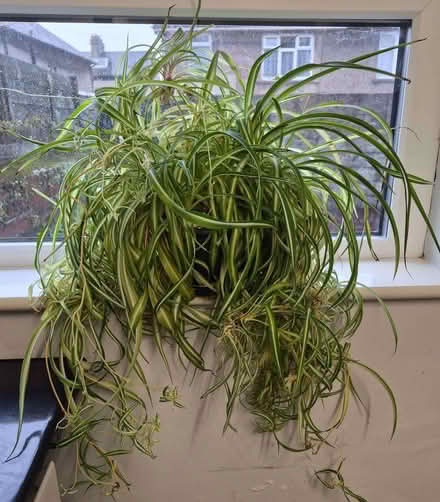 Photo of free Large Spider Plant (Morecambe LA4) #1