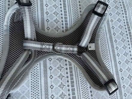 Photo of free Light Gray small dog Harness (Chelmsford CM1) #2