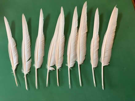 Photo of free Goose feather hand cut quill pens (Berkhamsted HP4) #1