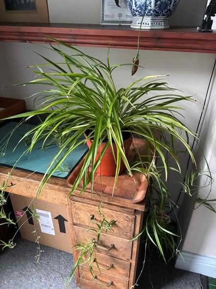 Photo of free Large Spider Plant (Frizinghall BD9) #1