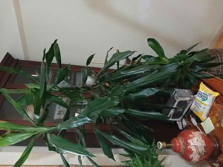 Photo of free Large dracena house plant (Margate CT9) #1