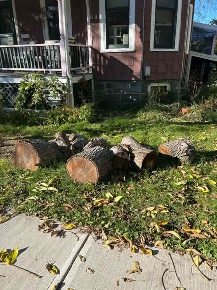 Photo of free Sugar maple pieces for firewood (downtown) #1