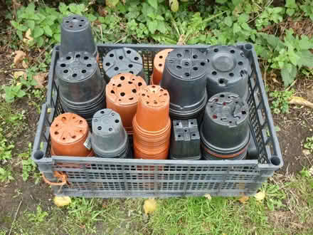 Photo of free Plastic plant pots (Westfield NR19) #1