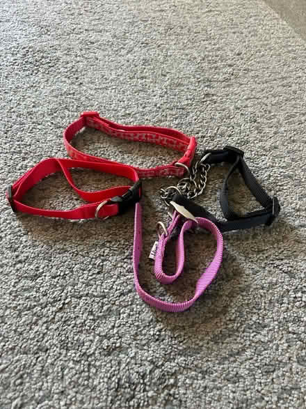 Photo of free Dog collars etc (Plumpton CA11) #2
