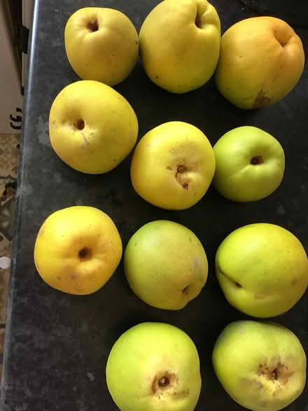 Photo of free Quinces all ripe and 11 in total (Bexhill TN39) #1