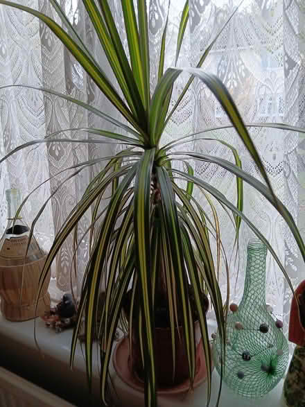 Photo of free Large healthy houseplant (Chipping Ongar CM5) #1