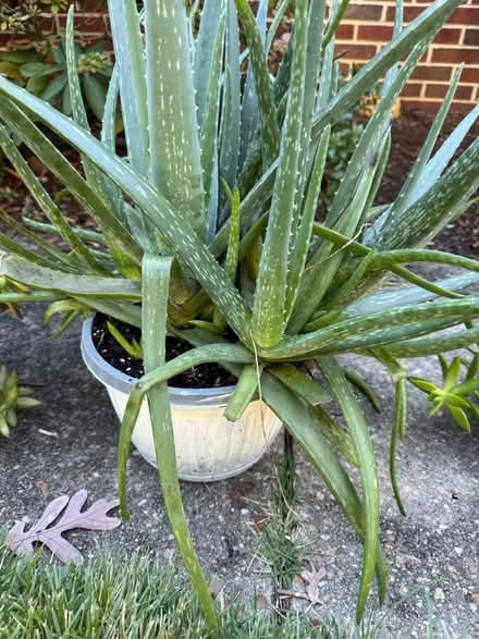 Photo of free Plants (Off forest drive , Annapolis) #1