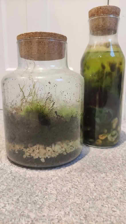 Photo of free 2 glass plant bottles (Chislehurst BR7) #1