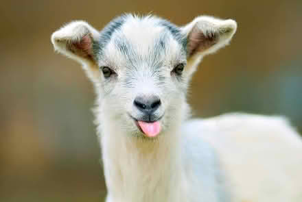 Photo of baby goat (Orlando) #1