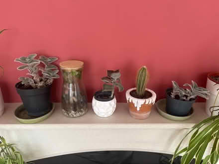 Photo of free House plants (Ipswich, IP1) #2