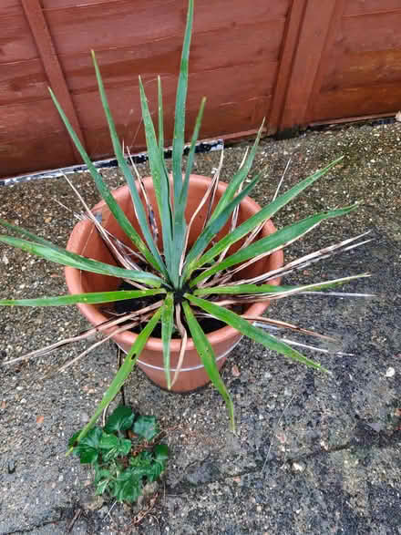 Photo of free yucca plants (Slough SL2) #2