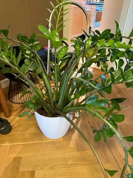 Photo of free Large plant (Nw8) #1