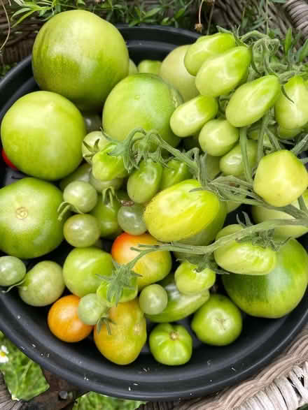 Photo of free Few handfuls of green tomatoes for chutney (Warden Hill GL51) #1