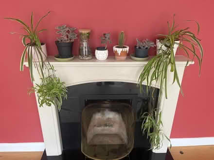 Photo of free House plants (Ipswich, IP1) #1