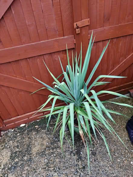 Photo of free yucca plants (Slough SL2) #1
