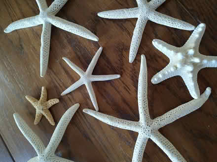 Photo of free Star fish (Odenton) #2