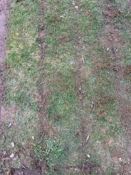 Photo of free Turf rolls (RG31 6RL) #4
