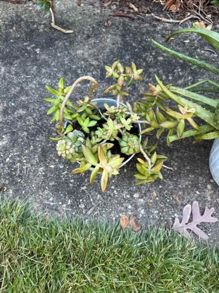Photo of free Plants (Off forest drive , Annapolis) #4