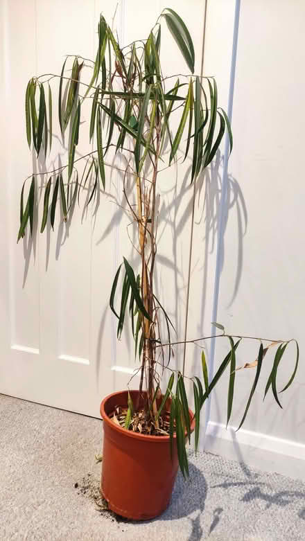 Photo of free House plant (Chislehurst BR7) #1