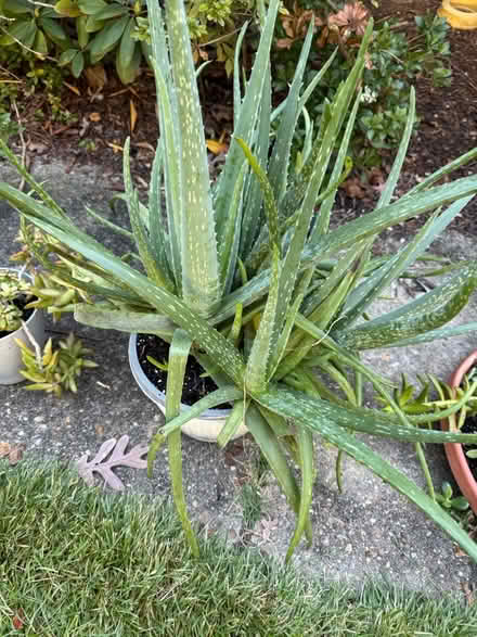 Photo of free Plants (Off forest drive , Annapolis) #2