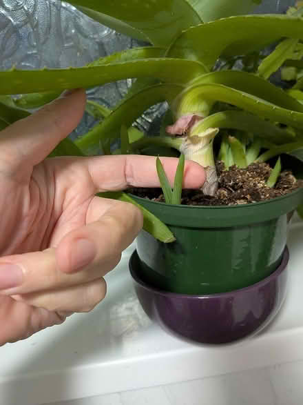Photo of free House plants (GL1 Podsmead GL1) #1