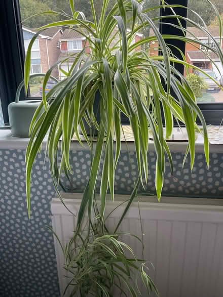 Photo of free Trailing plants - spider plant and tradescantia (Taverham NR8) #2
