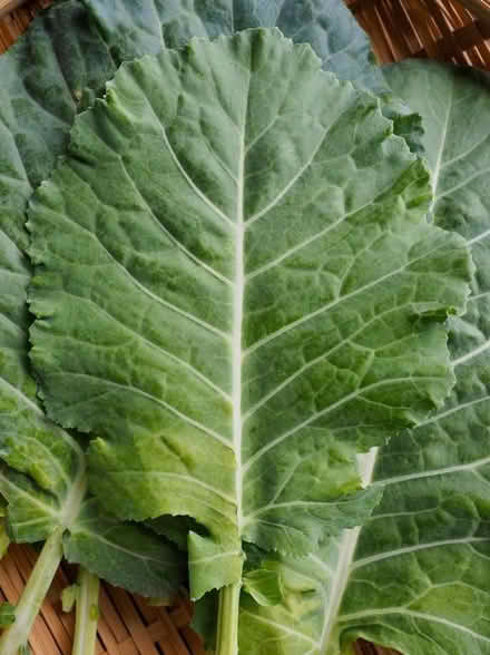 Photo of African Kale Cuttings (Reigate RH2 9) #1